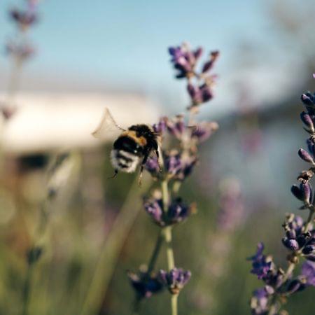 Hummel fliegt neben blühendem Lavendel im sonnigen Garten